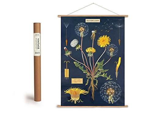 Vintage Poster Set mit Holzleisten (Rahmen) und Schnur zum Aufhängen, Motiv Löwenzahn, Pusteblume, Dandelion