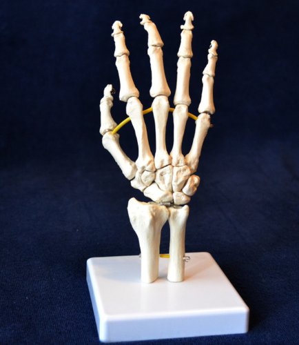 Cranstein A-324 Hand Skelett Anatomie Modell