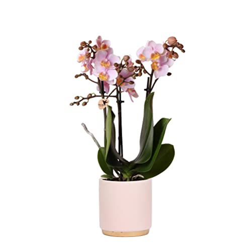 Kolibri Orchids | Pink Phalaenopsis Orchidee in Gold-Optik pink Ziertopf - 35cm hoch - Topfmaß Ø9cm