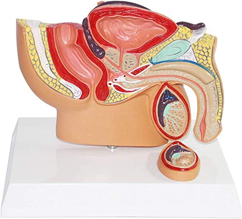 LBYLYH Modell Der Prostata Männliche Geschlechtsorgane Modell Anatomisches Modell des Hodens