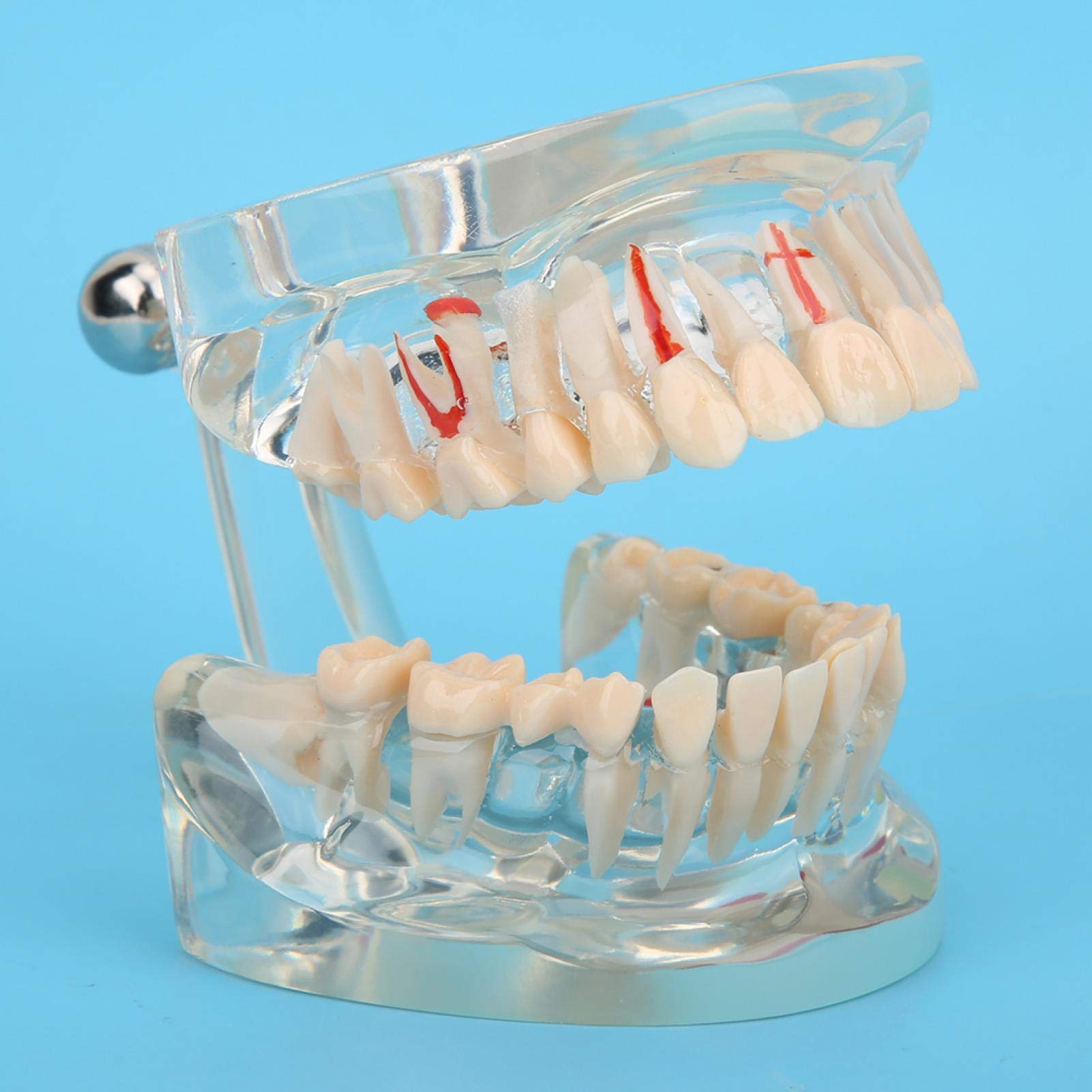 Standard-Zähne-Modell für Erwachsene mit hoher Präzision. Weit verbreitet für die Bildung von Arbeitskollegen.