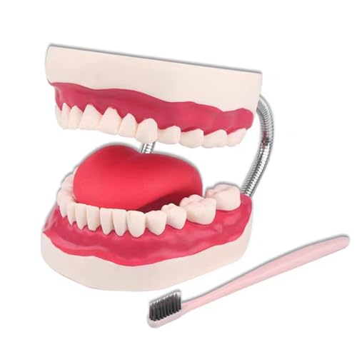 Zahnpflege Modell 6X Vergrößerung Zähne Modell Mundgesundheit Lehre Dental Anatomie Modell Typodont Demonstration Werkzeug