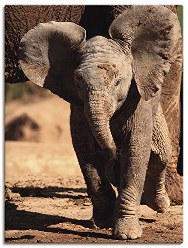 Artland Qualitätsbilder I Bild auf Leinwand Leinwandbilder Wandbilder 60 x 80 cm Tiere Wildtiere Elefant Foto Braun A6VR Elefantenbaby