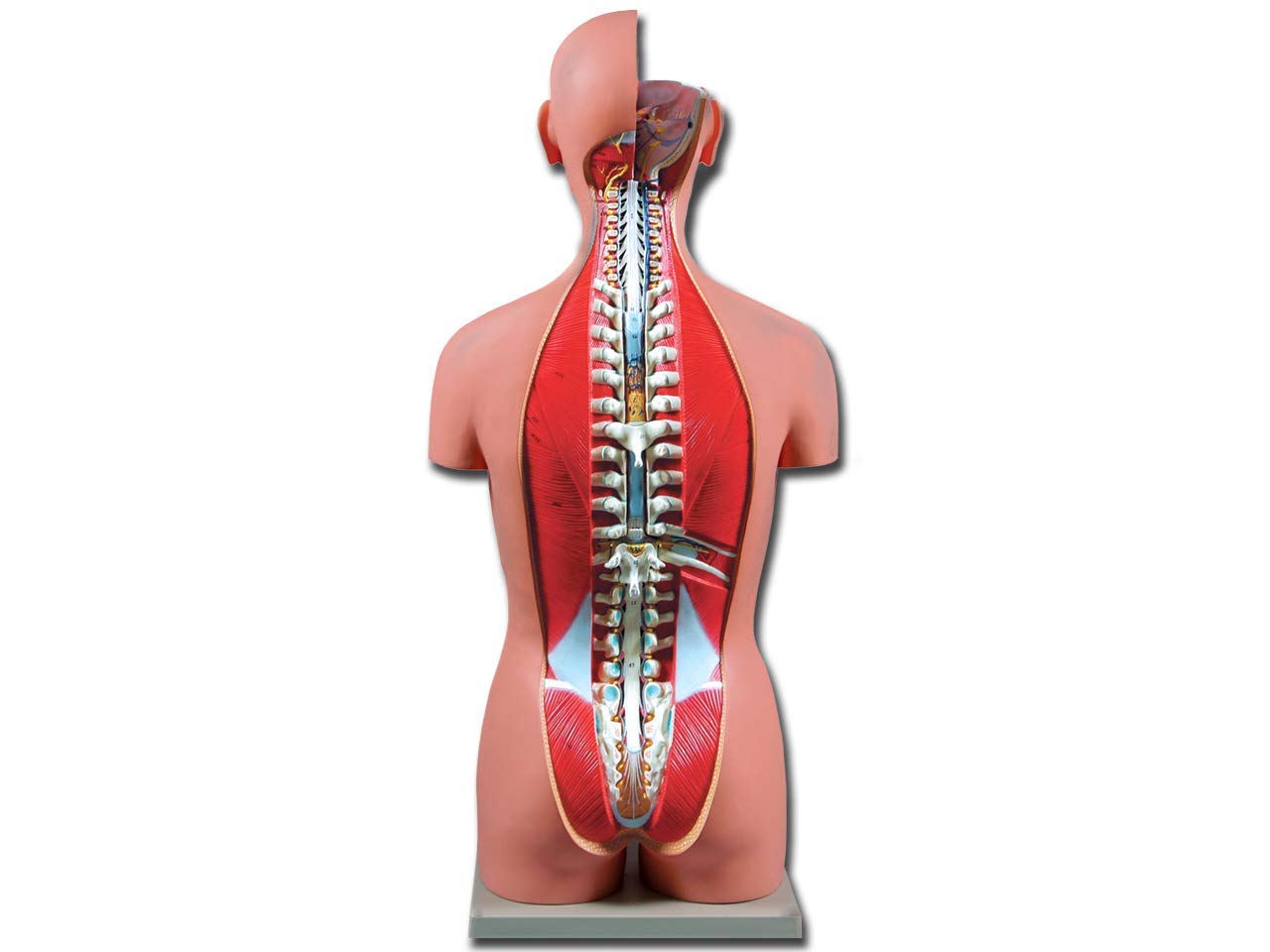 Gima - 27-teiliges, sehr Detailliertes, Zweigeschlechtliches Anatomisches Torsomodell mit Geöffnetem Rücken, 1X-Vergrößerung