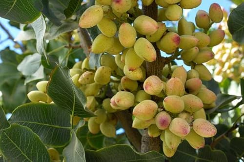 Echter Pistazienbaum (Pistacia vera) ♂ + ♀ siehe Varianten, essbare Früchte (1+4)