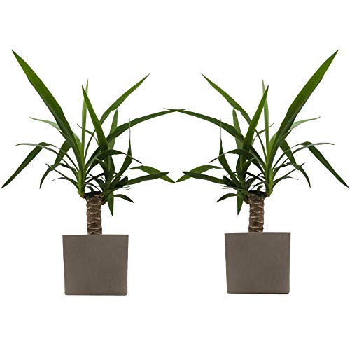 Yucca-Palmen-Duo mit Keramik-Blumentopf "Würfel taupe" von Scheurich - 2 Pflanzen und 2 Dekotöpfe