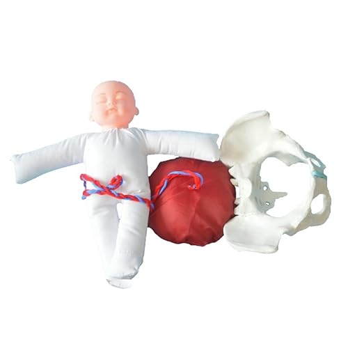 1:1 Lebensgröße Mensch Weiblich Geburt Becken Demonstration Fetus Nabelschnur Placenta Modell Lehren Anatomie Modell
