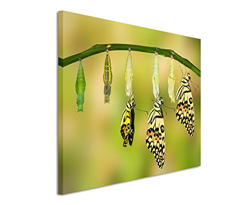 Fotoleinwand 120x80cm Tierbilder – Schlüpfende Schmetterlinge