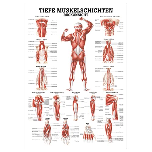 Tiefe Muskelschichten-Rücken Lehrtafel Anatomie 100x70cm medizinische Lehrmittel
