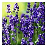 10 x Lavandula angustifolia 'Ellagance Purple' (Lavendel) !!!Stecklingsvermehrt!!!