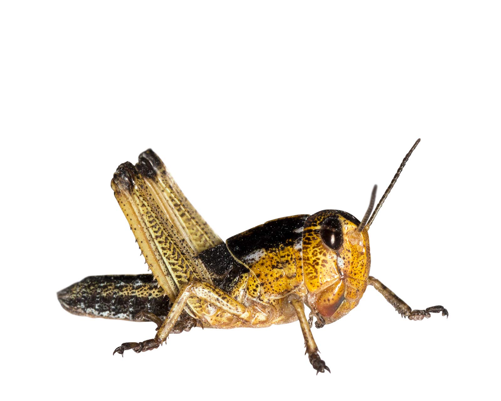 Wanderheuschrecken Heuschrecken Futterinsekten Reptilienfutter (mittel, 100 Stück)