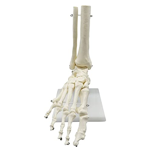 Pmkvgdy 1:1 Menschliches Skelett FußAnatomiemodell Fuß und Sprunggelenk mit Schaft Anatomisches Modell Anatomie Lehrmittel