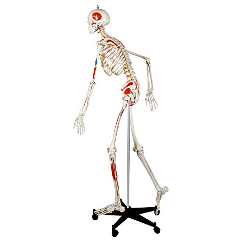Skelett mit Muskeldarstellung inkl. Stativ flexibel, Anatomie Modell, Lehrmittel