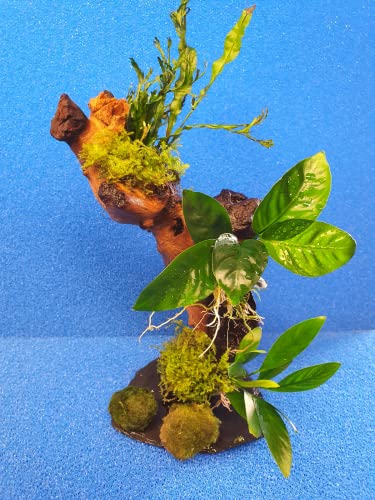 Garnelenbäumchen 20-25 cm, Mangrovenwurzel (Mopani) Tropica Aquarium Wasserpflanzen+ 2 Mooskugeln Gratis