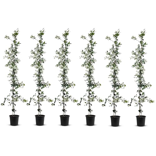 Trachelospermum Jasminoides - 140cm - Winterhart - Sternjasmin - toskanischer Jasmin -Weiß - A+ | 6 pcs