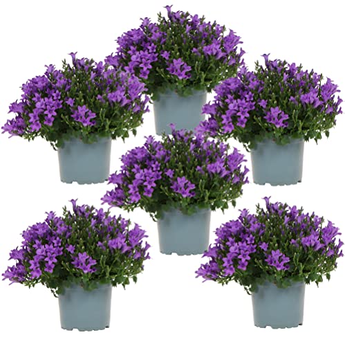 Campanula Addenda - Glockenblume lila Topfgröße 12cm - 1m2 Bodendecker - 6 Pflanzen - Ambella lila - Gartenpflanzen - winterhart