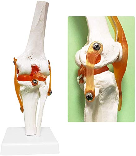Menschliches Kniegelenk-Modell - Life Size Menschliches Gelenk Modell - Medizin Anatomisches menschliches Kniegelenk mit Functional Bänder und Basis - für Studium Anzeige Medizinischer Lehre Modell,A