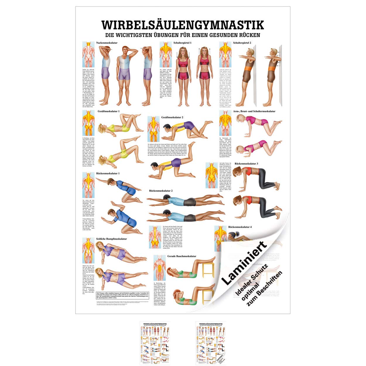 Rüdiger Wirbelsäulengymnastik Lehrtafel Anatomie 100x70 cm medizinische Lehrmittel