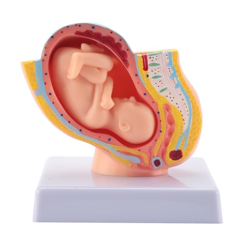 Qtynudy Menschliche Schwangerschaft FöTale Entwicklung 9. Embryonales Beckenmodell FöTus FöTus Schwangerschaft Anatomie Des Plazentamodells