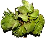 Mühlan - 10 Büschelfarn als Schwimmpflanzen für den Gartenteich/Teich, dekorativ und algenhemmend