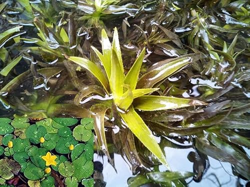 3 junge Pflanzen Krebsschere + 3 Seekanne Miniseerose Insektenfreundlich, Stratiotes Aloides, kräftige Pflanzen Schwimmpflanze Teichpflanze,wasserreinigende Pflanze