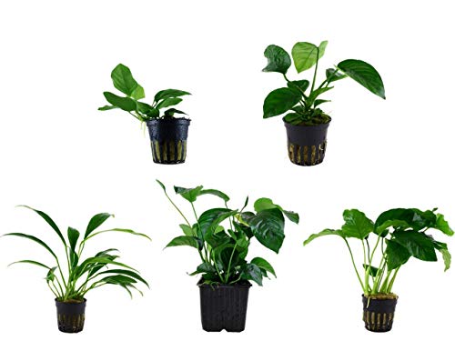 Tropica Anubias Set 4 versch. Anubias + 1 Mutterpflanze Aquariumpflanzen Nr.9 Wasserpflanzen Aquarium Aquariumpflanzen