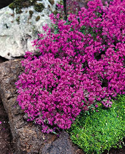 100 x Thymus praecox 'Red Carpet‘ (Bodendecker/Staude/Winterhart/Trittfest) Thymian