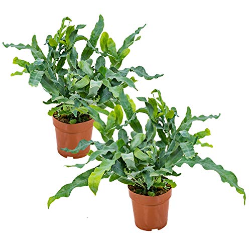 Blauer Farn | Phlebodium pro 2 Stück - Luftreinigende Zimmerpflanze in einem Aufzuchttopf ⌀12 cm - ↕30 cm
