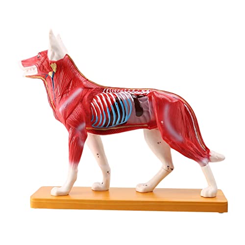 Xptieeck Hund Intelligenz Zusammenbau Spielzeug Tier Organ Anatomie Medizinische Lehre Wissenschaft Modell Lehre Praxis Training Modell