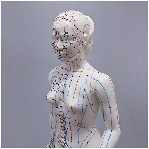 FHUILI Akupunktur Modell - Weibliche Akupunktur Modell des menschlichen Körpers mit Meridian-Punkte - 48cm Menschen Meridian Modell Akupunktur Akupunkt - für Meridian Massage Unterricht