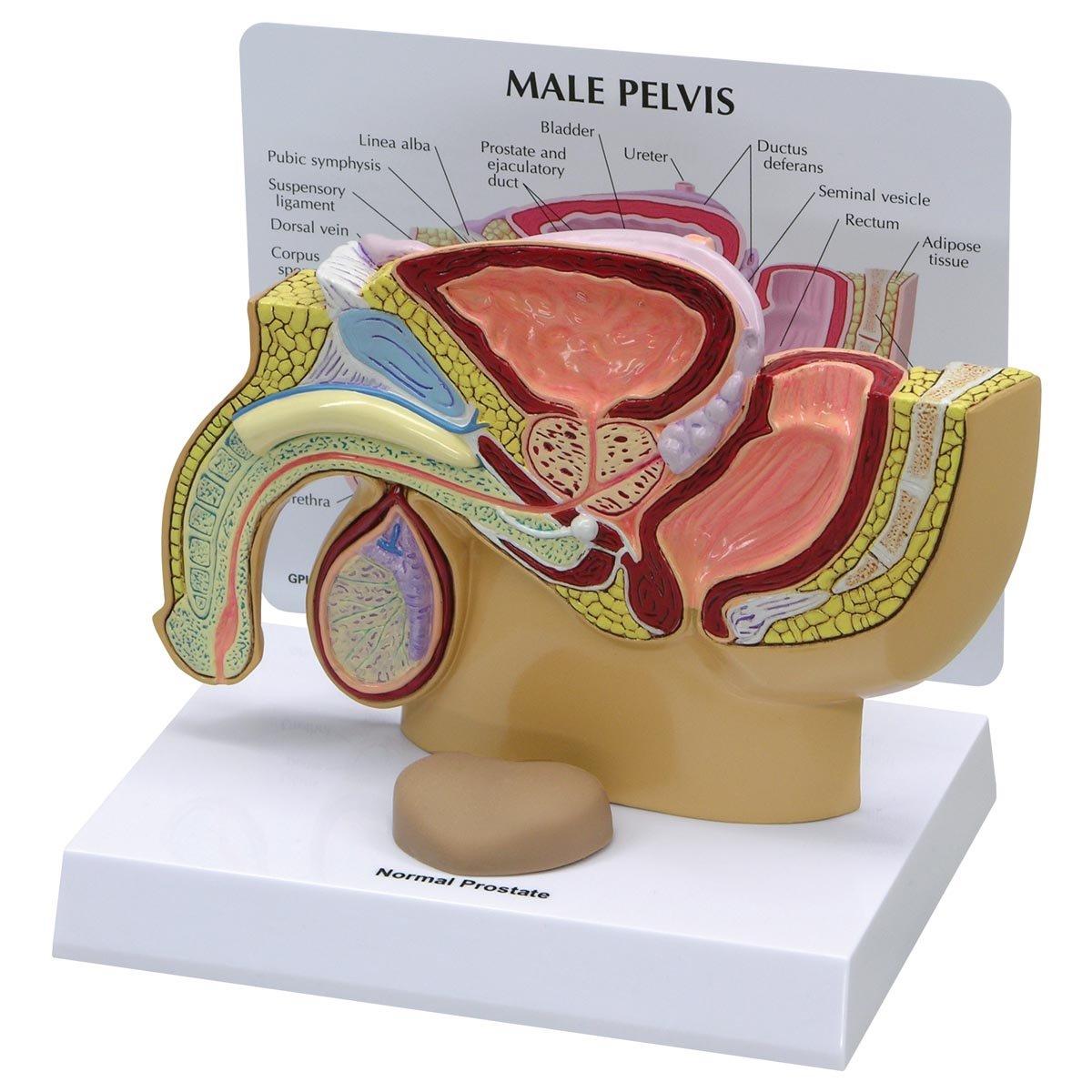 GPI Anatomicals 3550 Becken männlich Modell mit Prostata