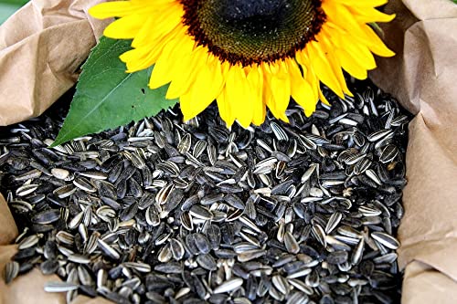 Futterbauer 10 Kg gestreifte Sonnenblumenkerne