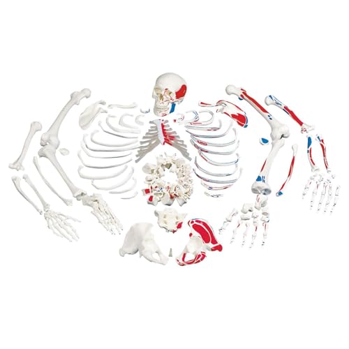 3B Scientific menschliche Anatomie - Skelett mit Muskeldarstellung, Unmontiert - 3B Smart Anatomy