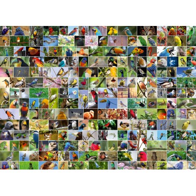 Bluebird Puzzle Collage - World's most Beautiful Birds 4000 Teile Puzzle Bluebird-Puzzle-70552-P