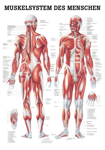 anat. Lehrtafel: Männliches Muskelsystem 70x100 cm