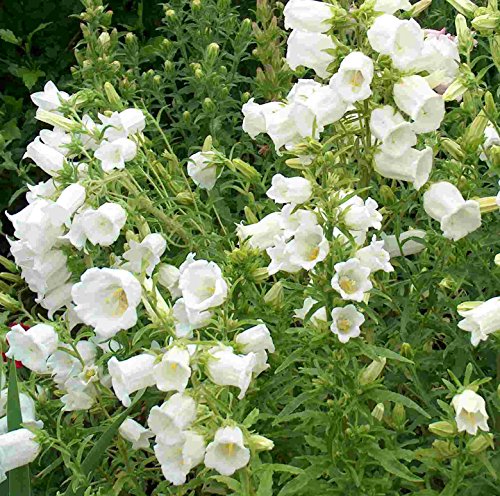 Mühlan Garten - 6 Töpfe weiß blühende Pflanzen für den Garten mindestens 3 Verschiedene Sorten