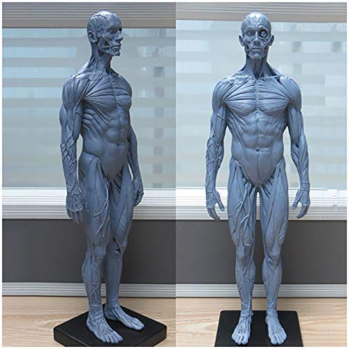 Lehrmodell, menschliches Skelett, anatomisches Malmodell, 30 cm, menschliches anatomisches Muskelknochenmodell, PU-Material männliche Anatomie, Figur, Modell für medizinische Künstler, Zeichnen,