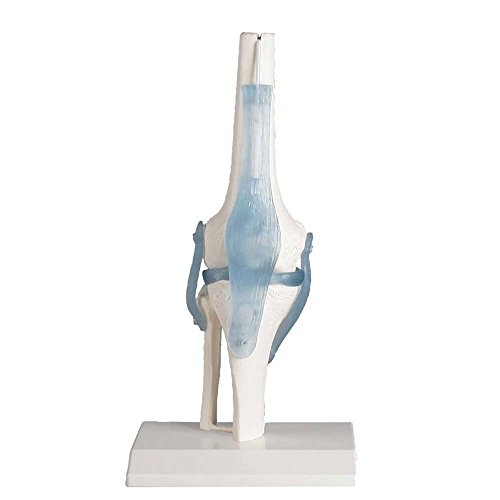 Anatomie Modell Kniegelenk mit Bändern, menschliches Knie, beweglich, mit Stativ