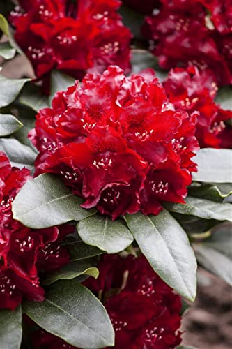 Rhododendron Hybr.'Cherry Kiss' -R- C 5 30-40 Rhododendron 'Cherry Kiss'®,winterhart, deutsche Baumschulqualität, im Topf für optimales anwachsen
