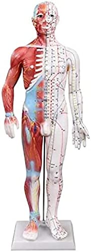 Menschliches Meridian-Akupunkturpunkt-Modell, 60 cm, männliche Massagelehre mit Muskelanatomie, Skelett, innere Organe, medizinisches Lehrmodell 234, malerisch