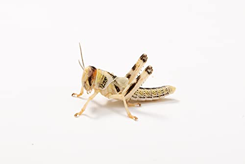Wüstenheuschrecken mittel, Großpackung Futtertiere 100 Stück, Futterinsekten für Reptilien und Vögel in verschiedenen Größen erhältlich