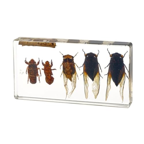 Black Grasshopper Life History Exemplar - Cicada Briefbeschwerer Probe - für Wissenschaft Bildung Briefbeschwerer Büro Schreibtisch Pädagogisches Spielzeug