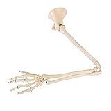 Bewegliches Skelett Model mit Arm, Hand, Schulterblatt und Schlüsselbein | Anatomie Modell | Lehrmittel