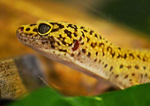Tierwelt - Gecko, 1000 Teile im hochwertigen Karton, Puzzleteile im wiederverschließbaren Beutel. 50x70CM