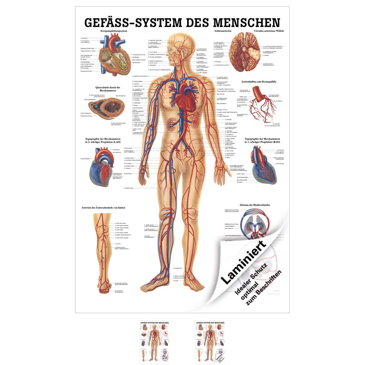 Rüdiger Gefäßsystem Poster Anatomie 70x50 cm medizinische Lehrmittel