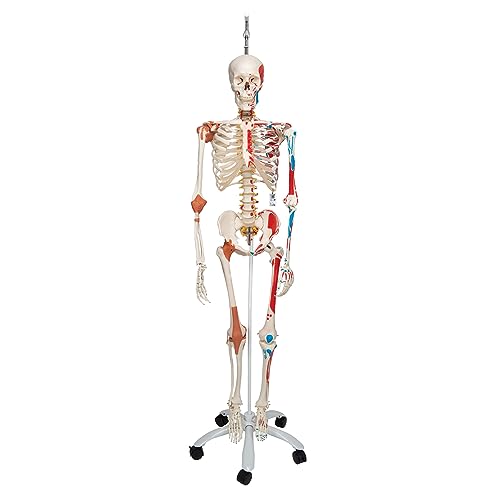 3B Scientific Menschliche Anatomie Skelett Sam - Luxusversion mit Muskelursprüngen und -ansätzen, flexiblen Gelenkbändern und flexibler Wirbelsäule - lebensgroß - 3B Smart Anatomy