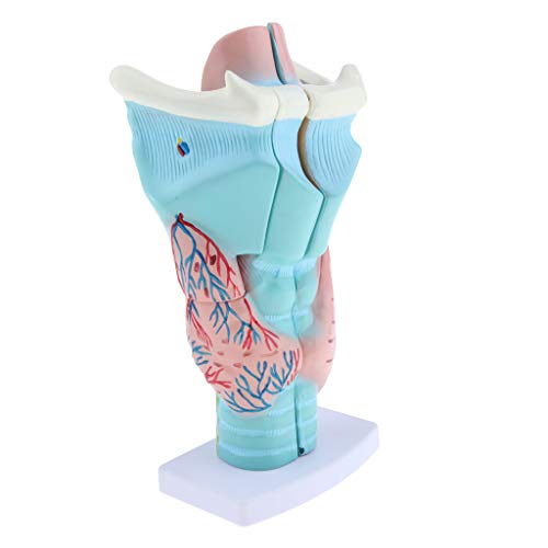 SDENSHI Vergrößerter Menschlicher Kehlkopf Anatomisches Modell Anatomie Medizinischer Hals Modell 3 Teile