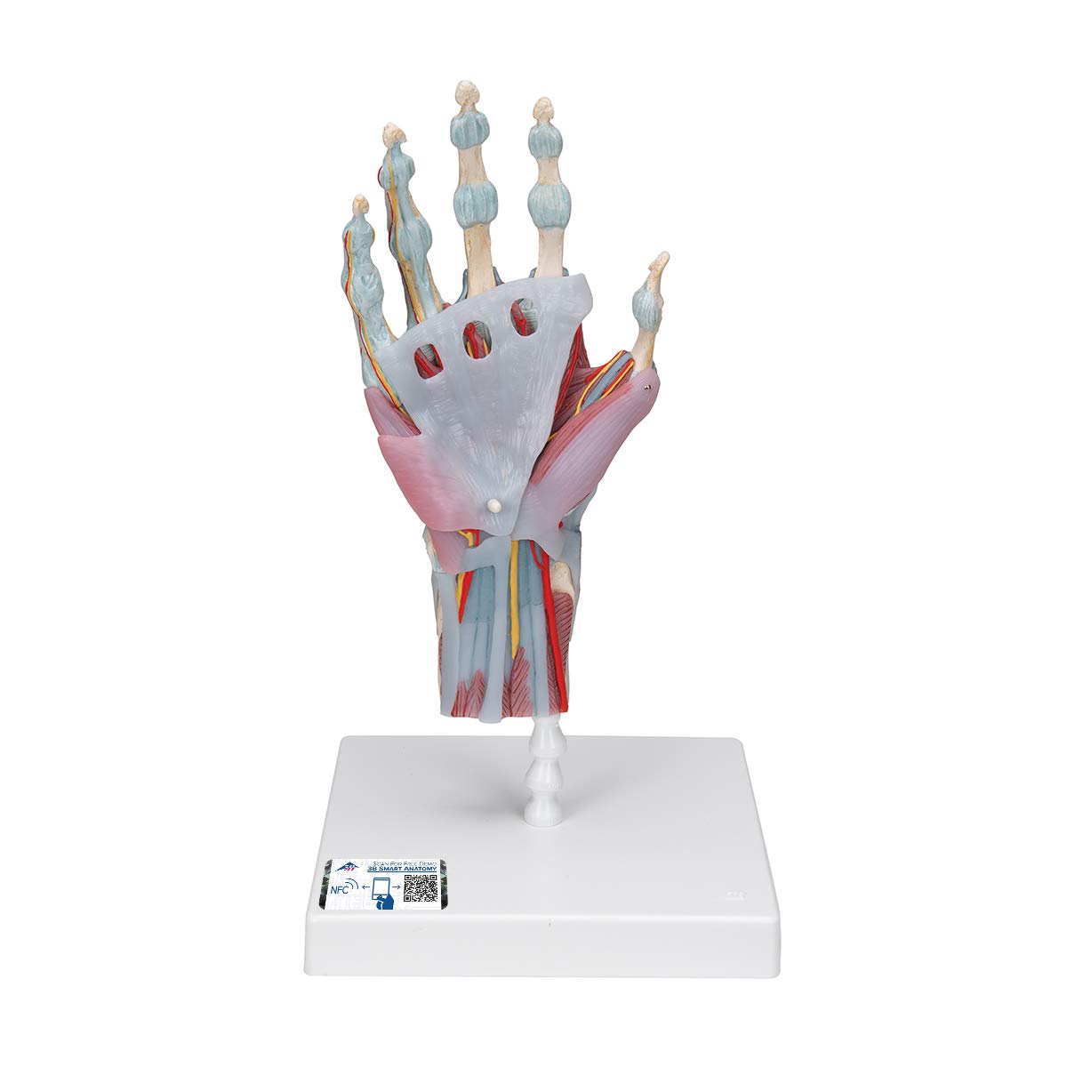 3B Scientific M33/1 Hand-Skelett-Modell mit Bändern und Muskeln + kostenlose Anatomie App - 3B Smart Anatomy