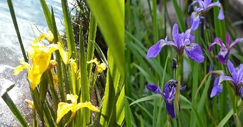 3 schöne Pflanzen blaue/gelbe Sumpfschhwertlilie Sumpfschwertlilie Iris Iris Schwertlilie Sunpfiris Teichpflanze winterhart Wasserpflanze