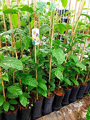1 schoen Kletterpflanze, Maracuja essbar - Passiflora ca. 145-160 cm hoch